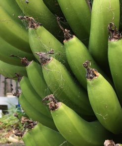 Photo of Bananas growing in Barbara's garden