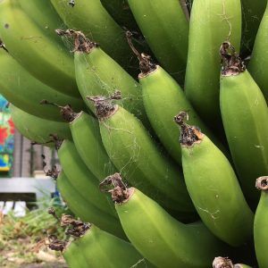 Photo of Bananas growing in Barbara's garden