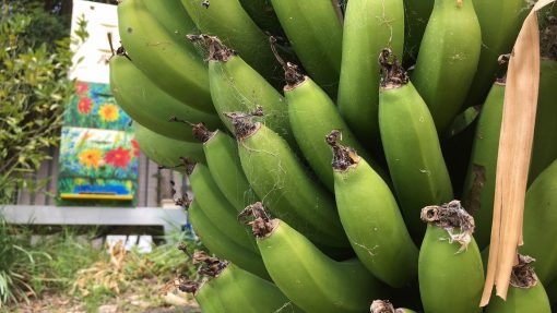 Photo of Bananas growing in Barbara's garden