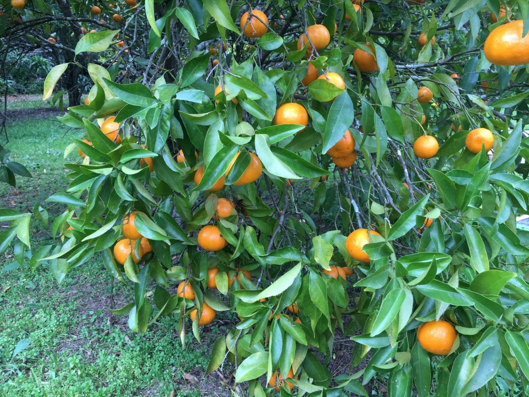 Photo of Seville oranges on the tree