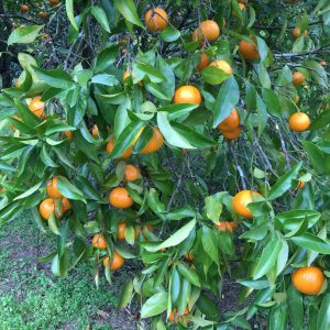 Photo of Seville oranges on the tree