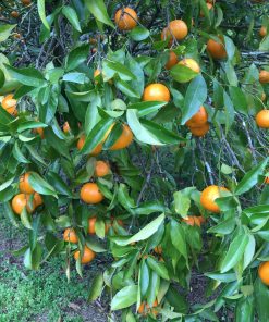 Photo of Seville oranges on the tree