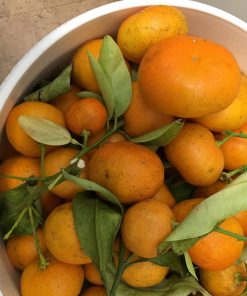 Photo of Seville oranges straight from the tree