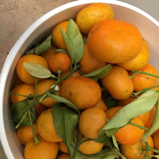 Photo of Seville oranges straight from the tree
