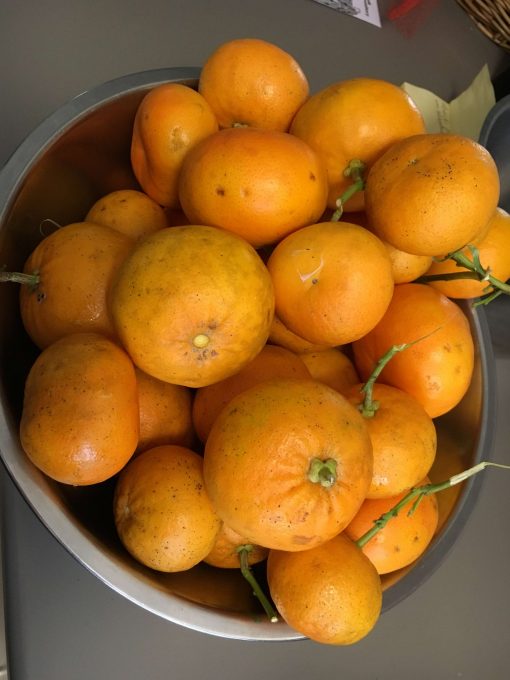 Photo of Seville oranges straight from the tree